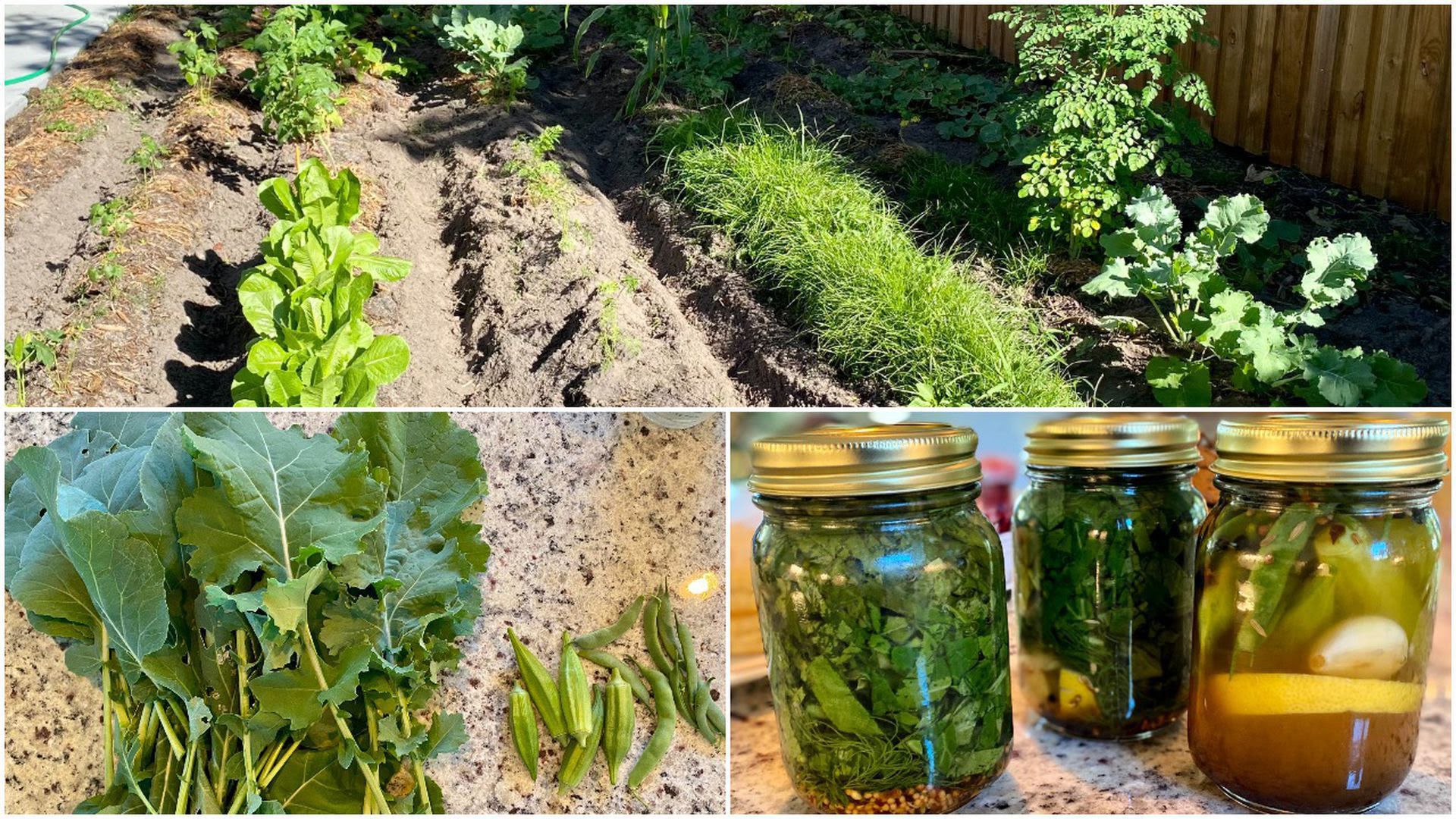 A bounty of Ben Montgomery's pickled greens.