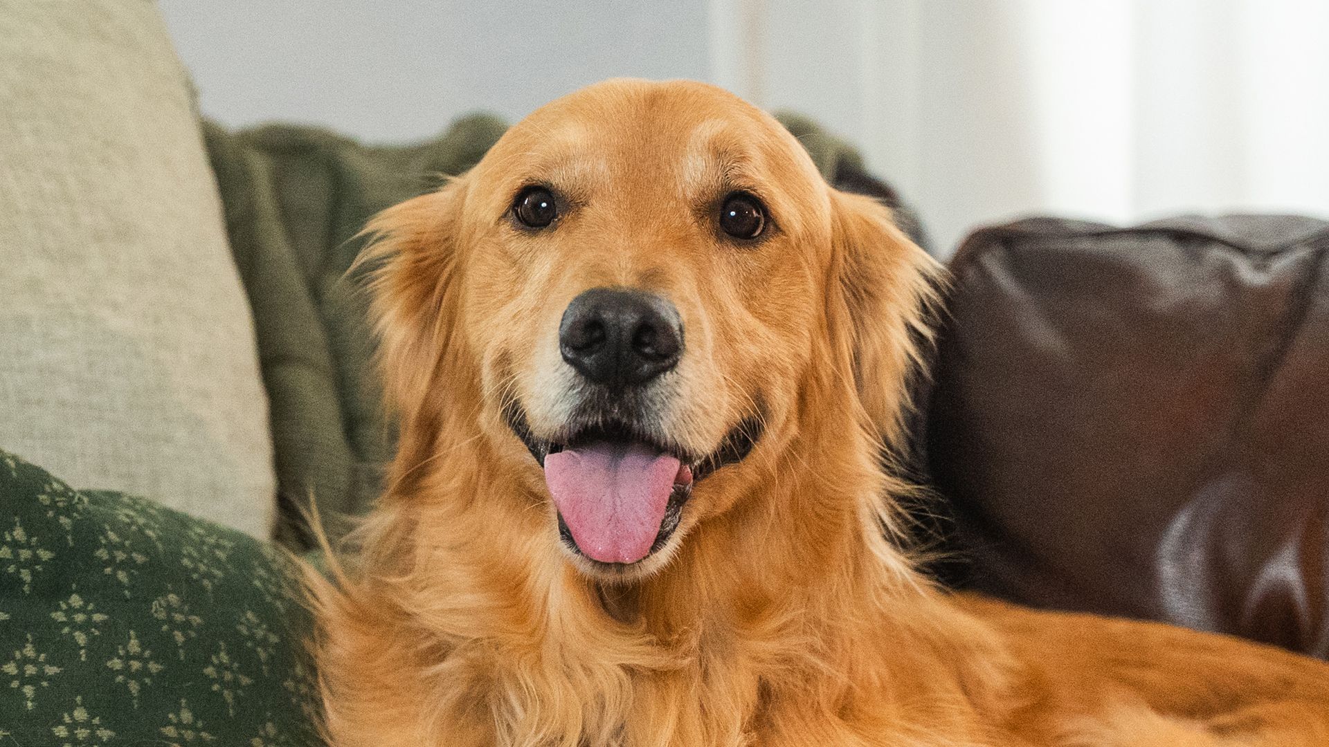 Close-up of a joyful golden retriever indoors, resting on a couch with green and brown cushions. The dog looks at the camera with bright eyes and a pink tongue.