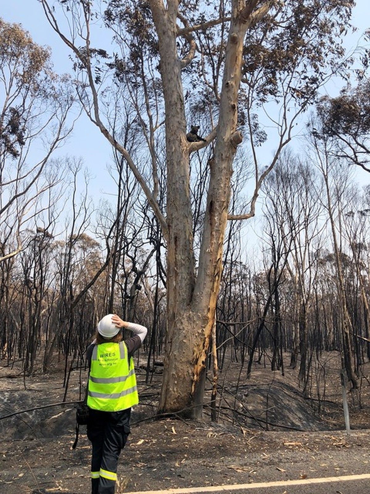  A dehydrated and hungry koala found in a burnt out area after the Hawkesbury bushfires 