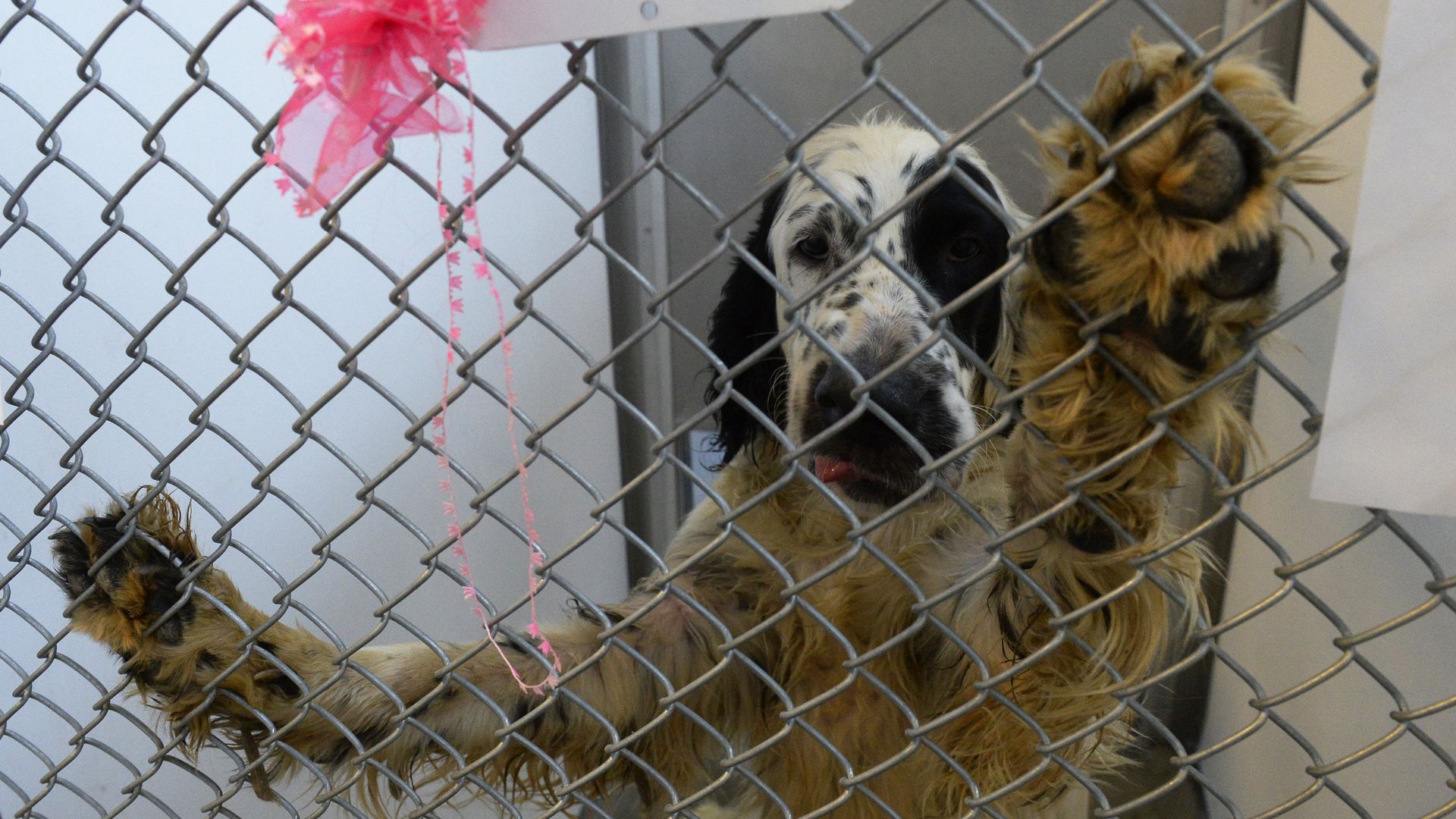 A photo of a Setter dog leaping up behind a cage