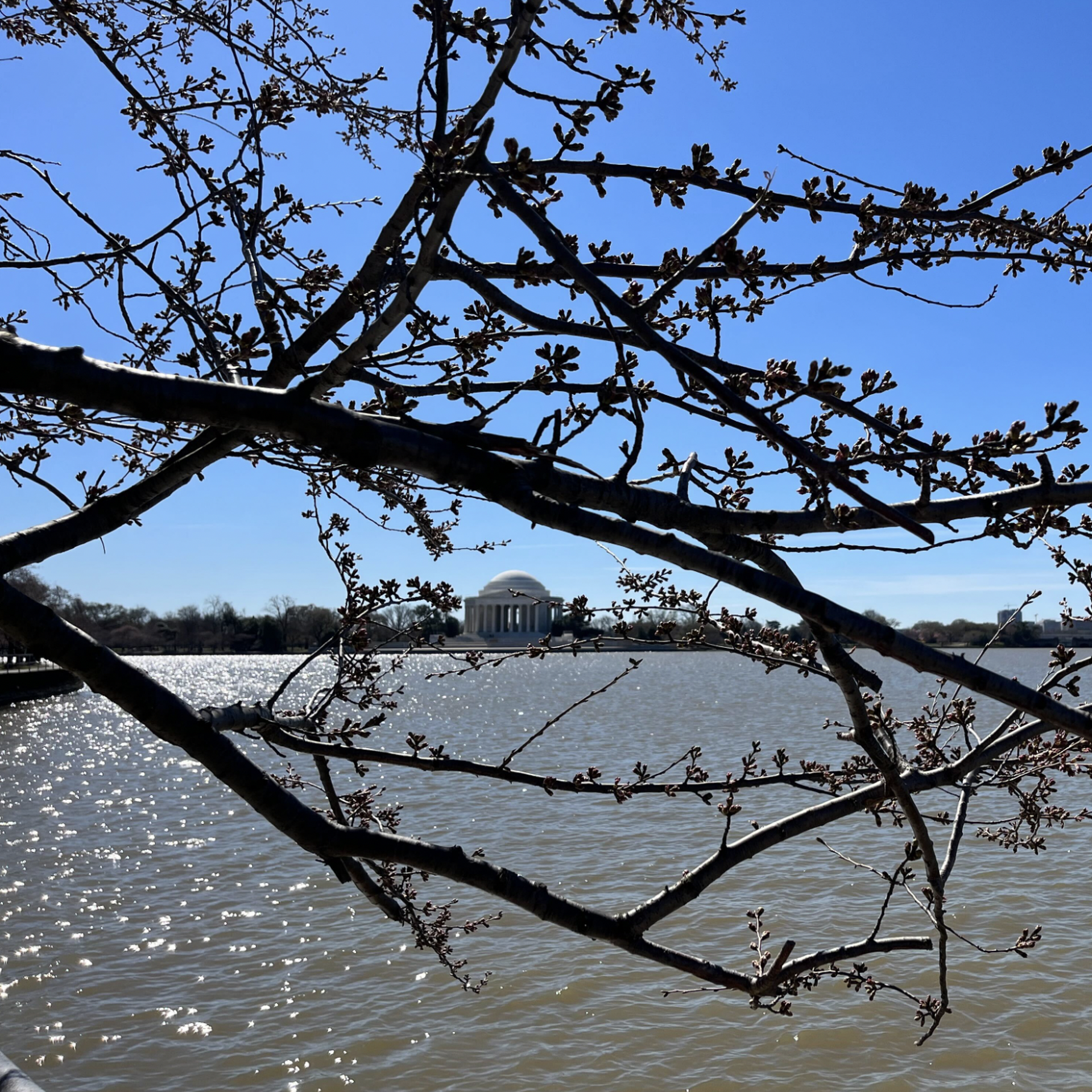 D.C. cherry blossoms 2023 peak bloom date announced March 22-25 - Axios  Washington D.C.