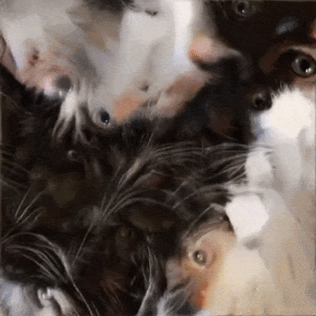 Zooming video of a mishmash of cat eyes and fur