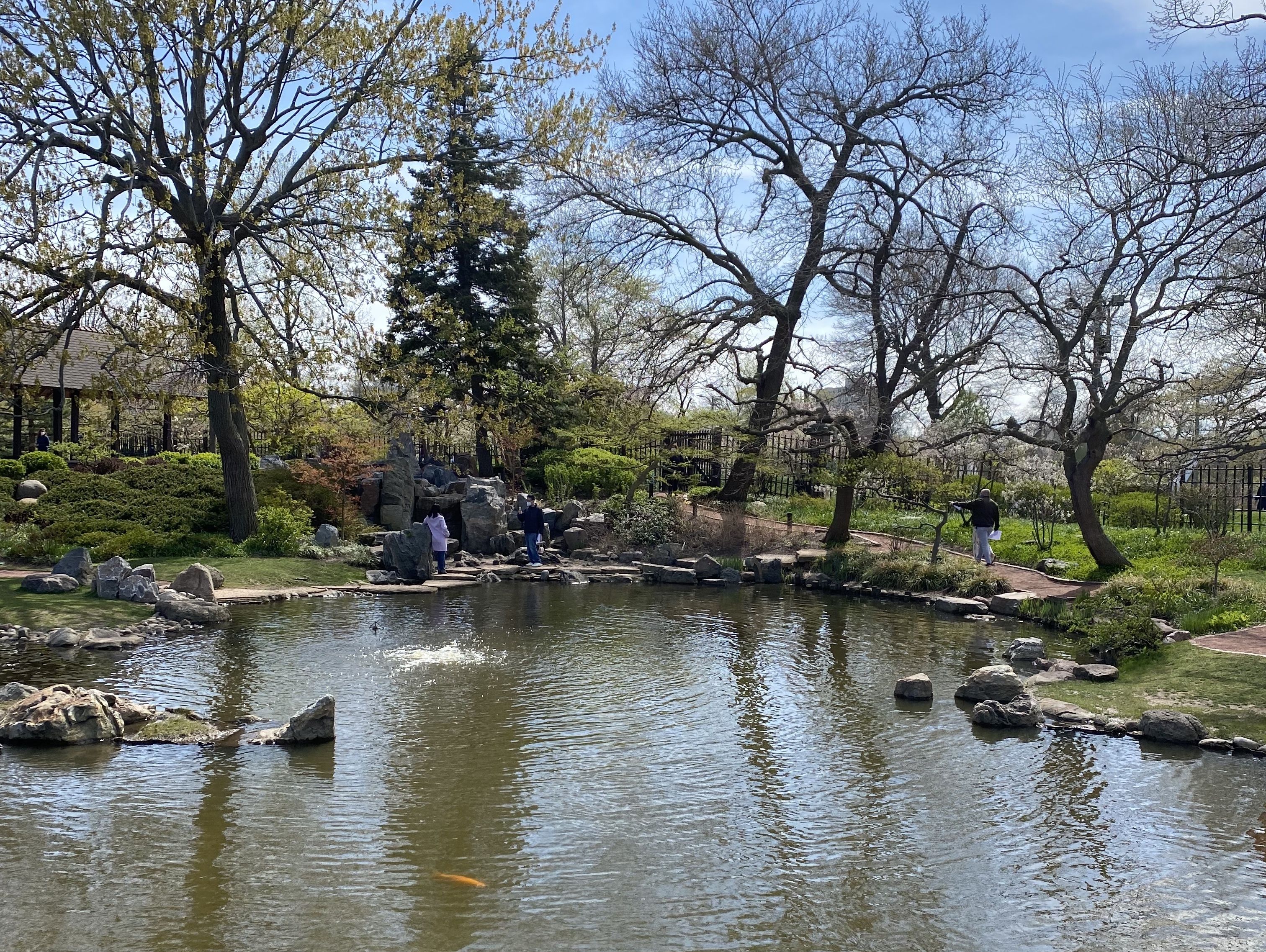 A pond in the Jackson Park Japanese Garden.