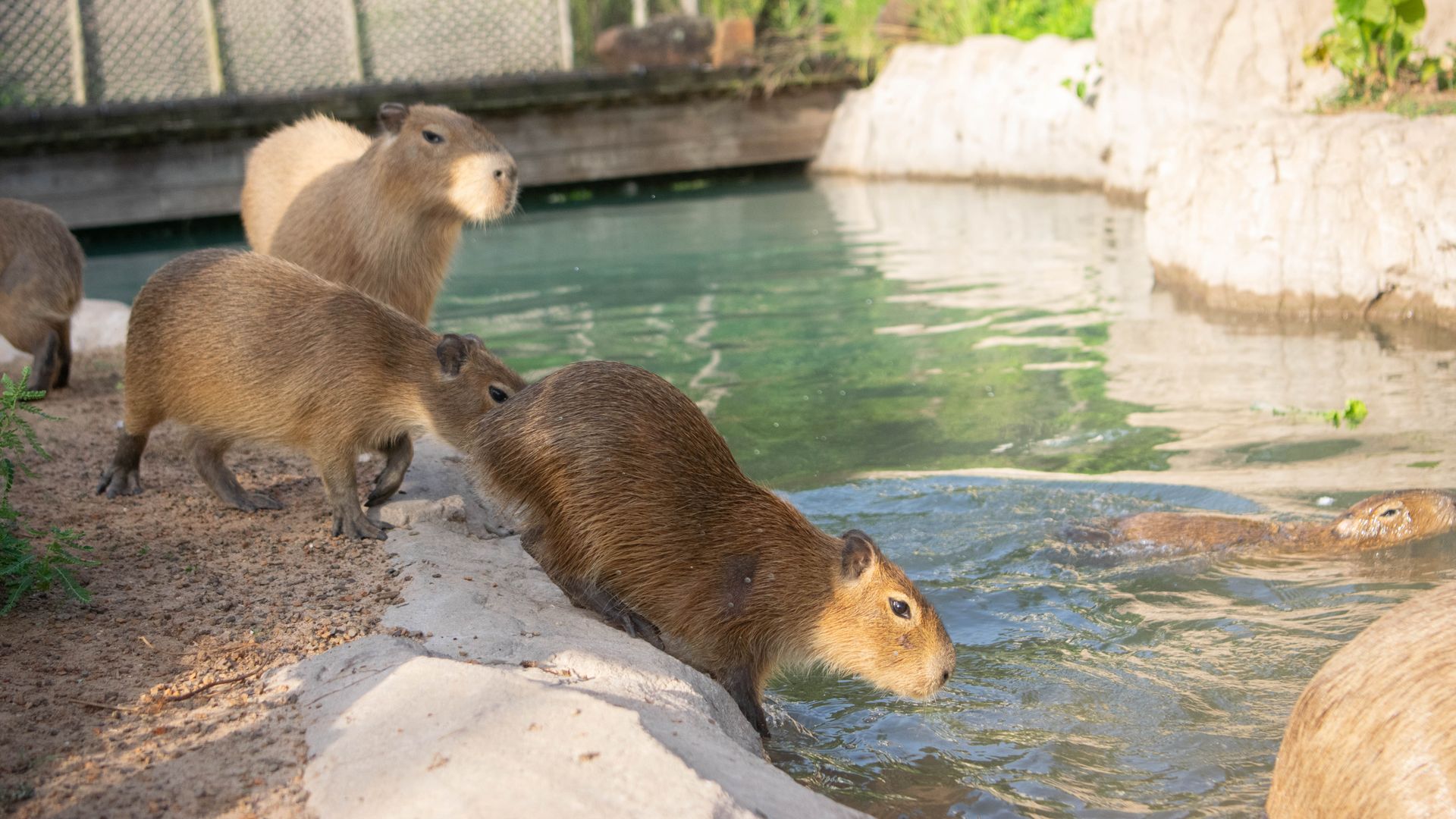 Photo of capybaras headed to water. 