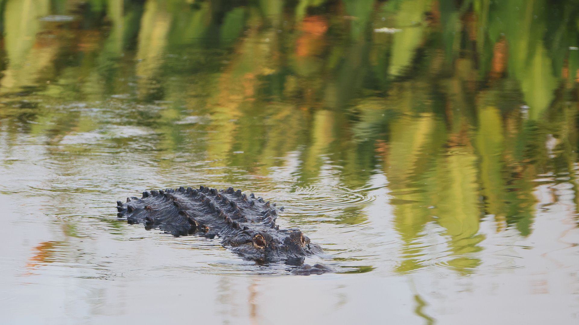 Photo of an alligator halfway underwater in a body of water 