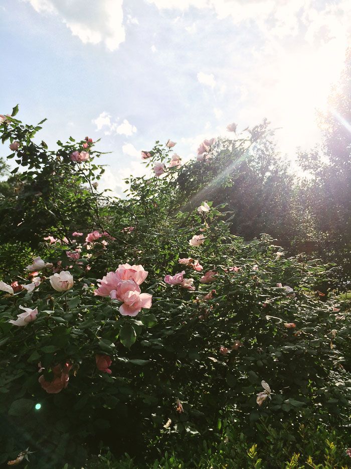 Independence Park roses