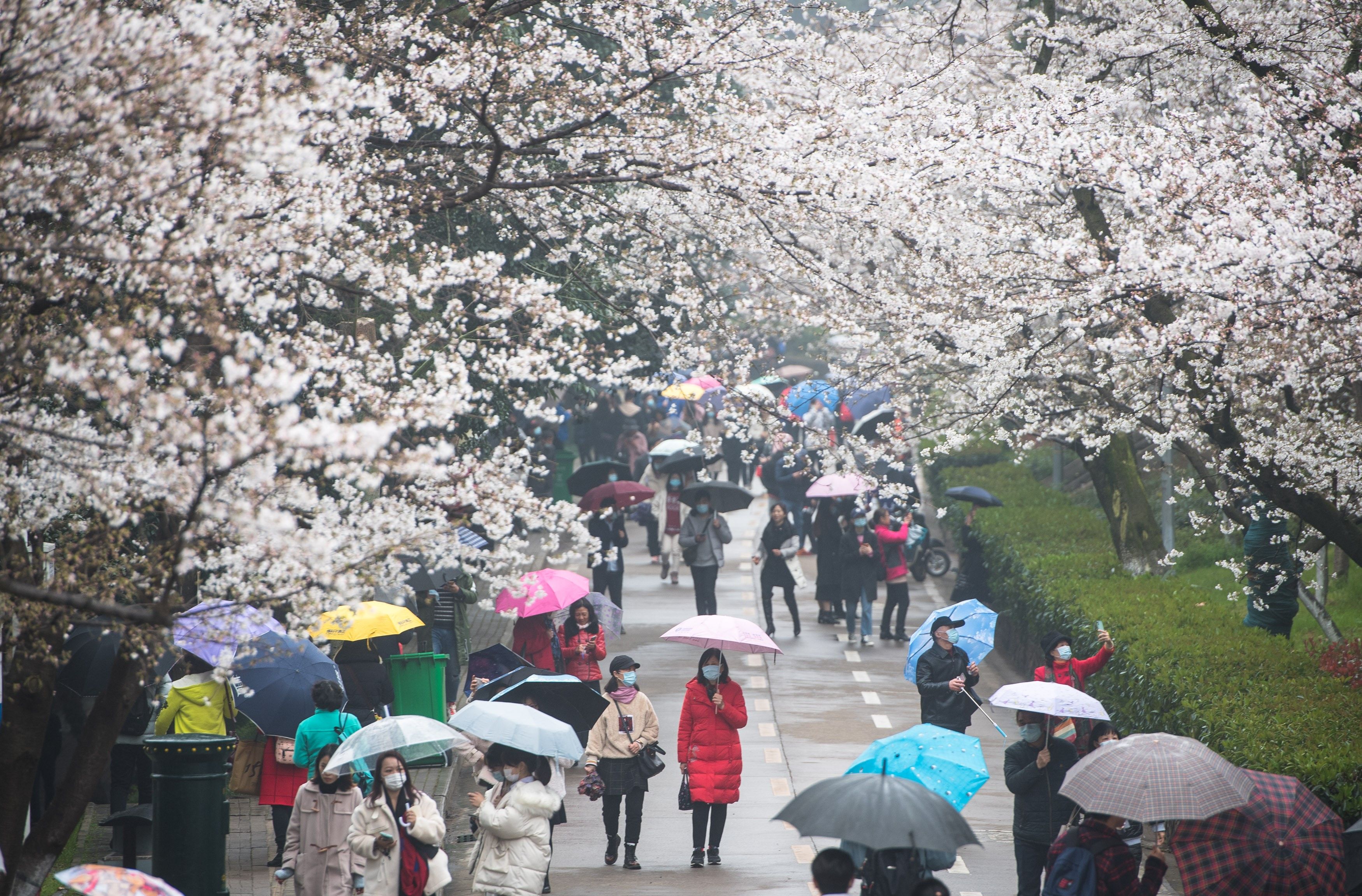 Tourists view cherry blossoms at Wuhan University in Wuhan, capital of central China's Hubei Province, March 8