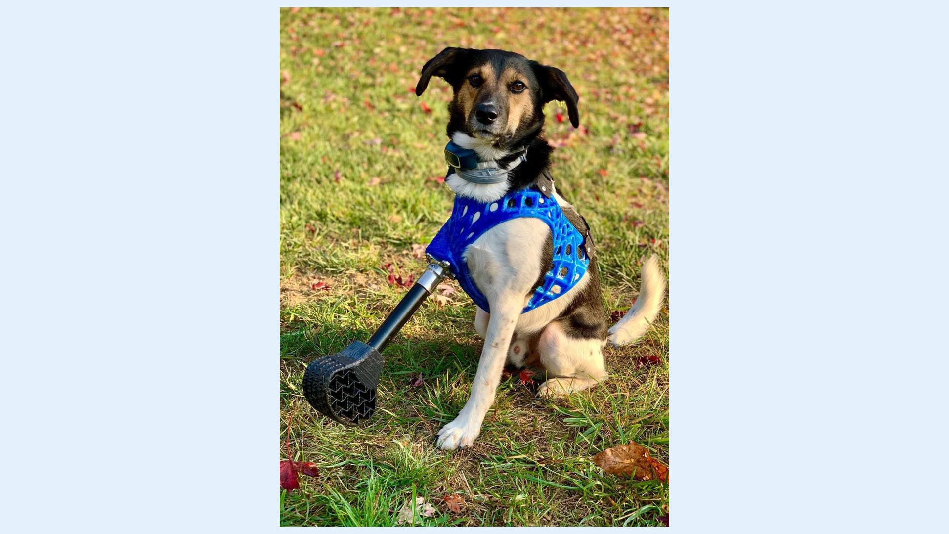 Photo of a dog using 3D-printed prosthetics