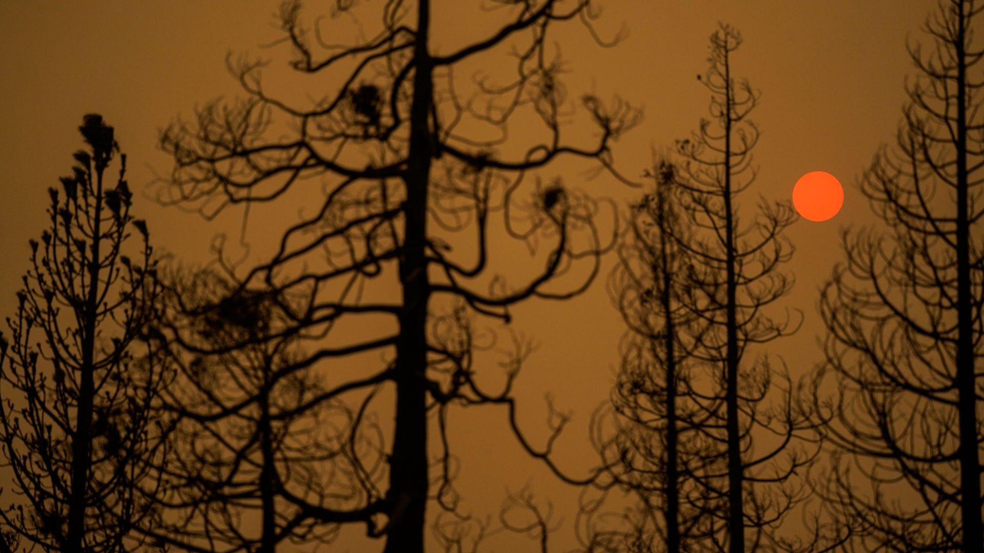 Burn trees cast silhouette on Tuesday, Sept. 8, 2020 in Fresno County, CA
