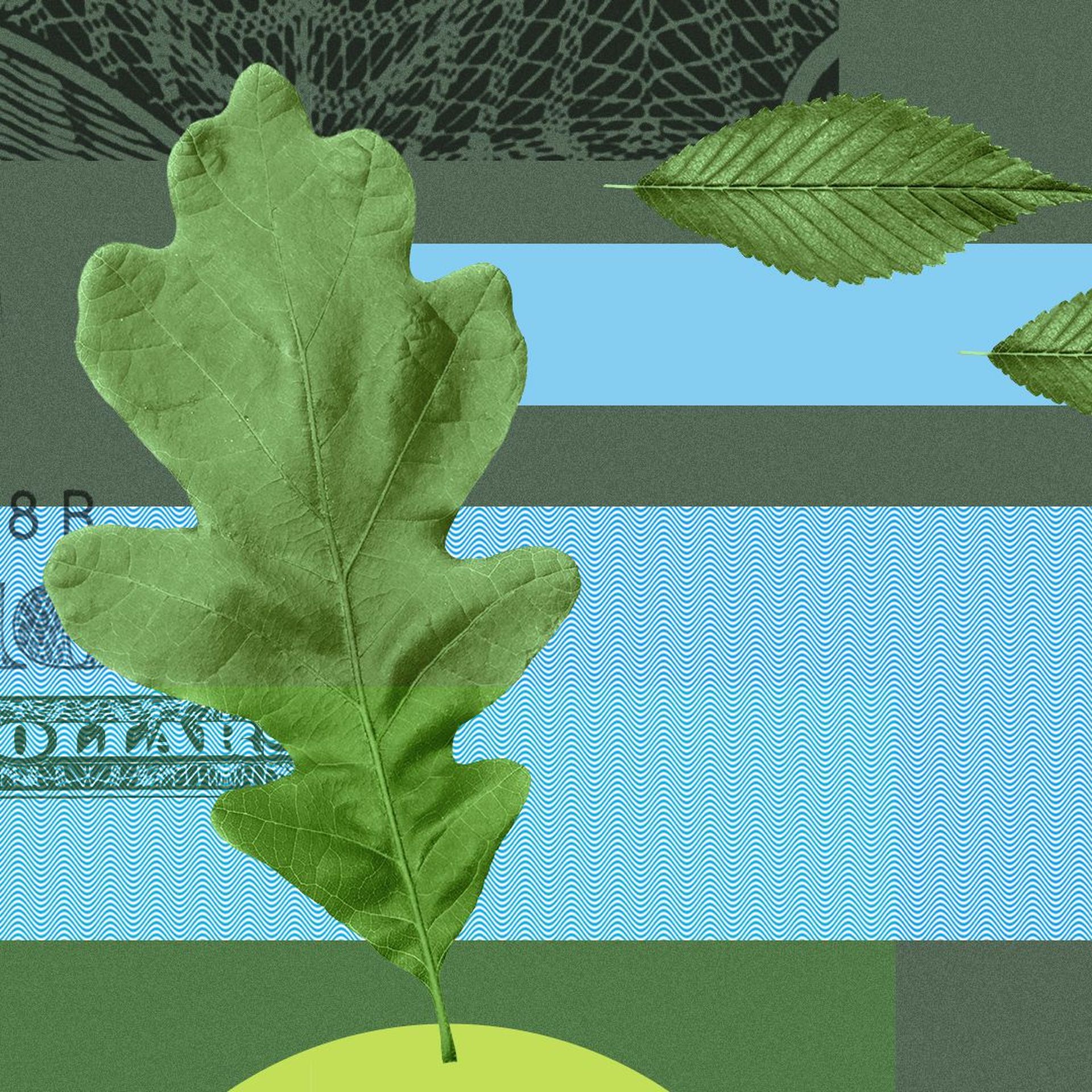 Illustration of leaves, abstract shapes and money elements.