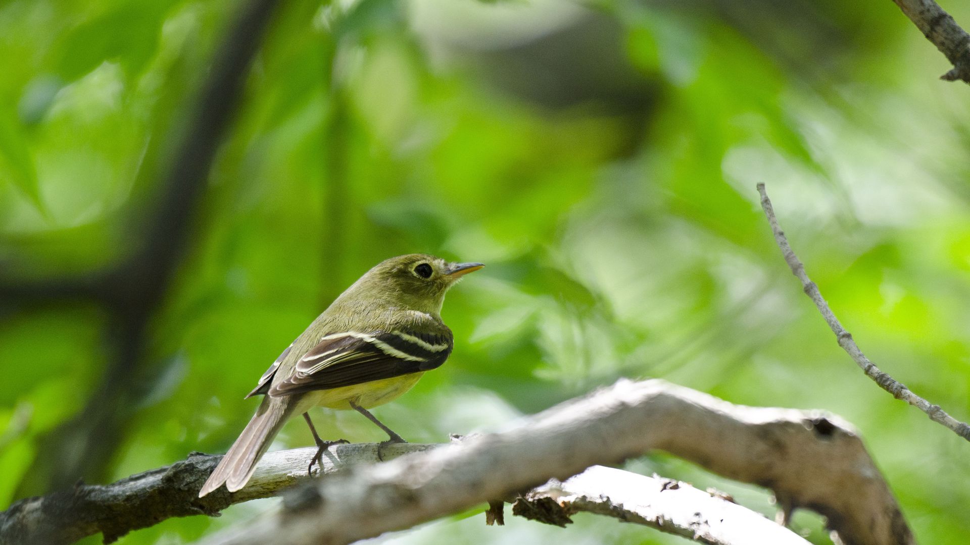 A small bird with bulging eyes