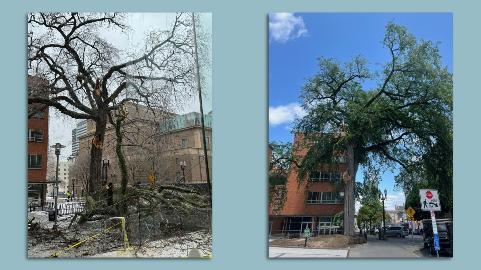 Two photos of an elm tree.