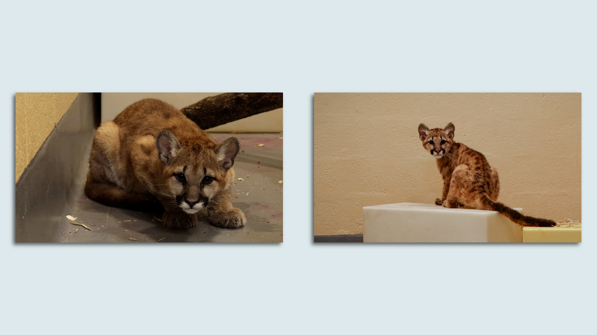 A pair of puma cubs at the Philadelphia Zoo