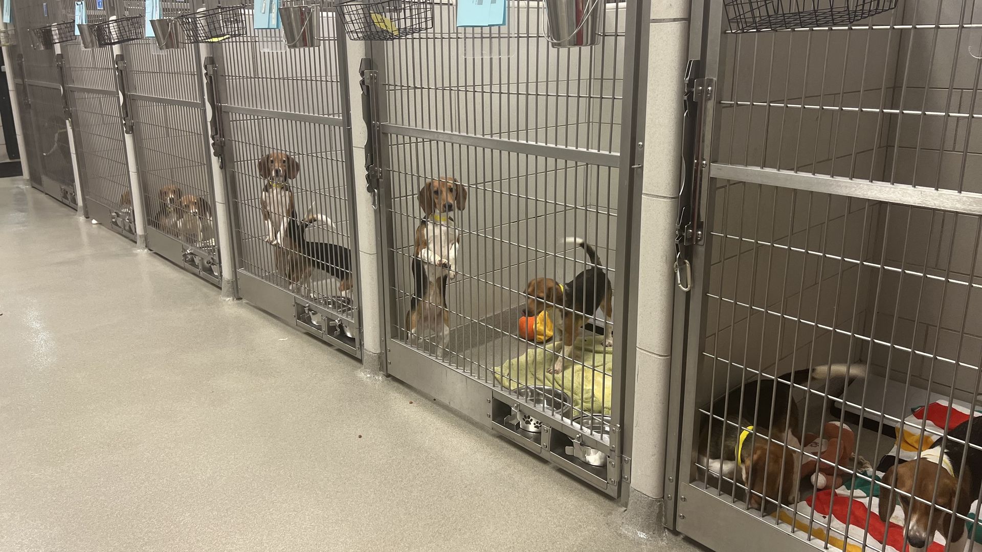 Beagles at the Nashville Humane Association