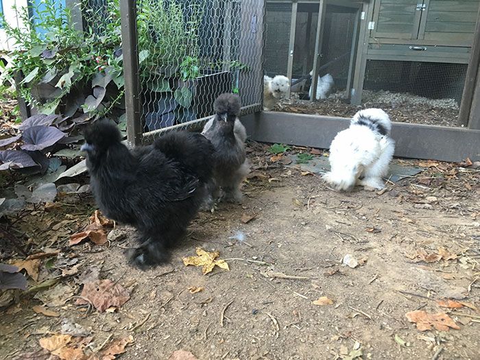 plaza midwood chickens