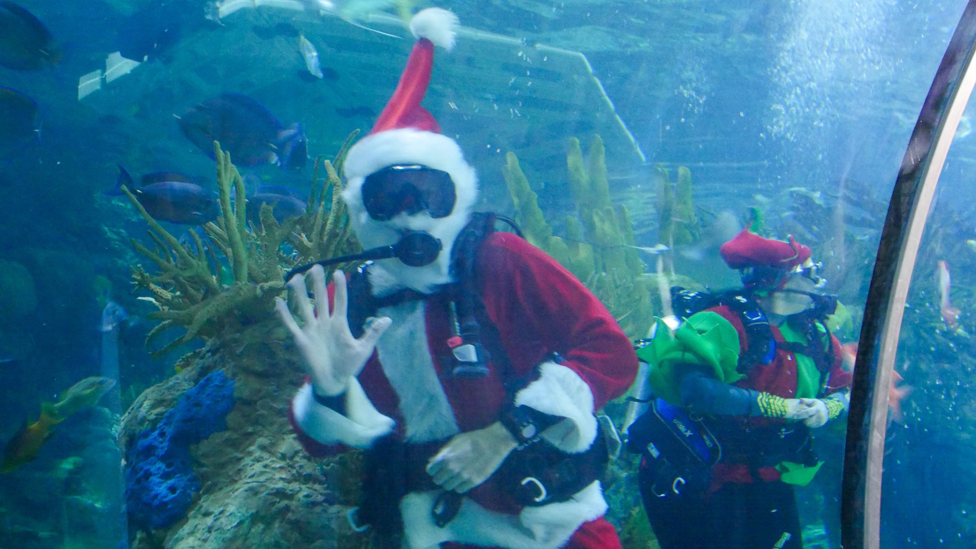 Photo shows someone scuba diving in a Santa suit