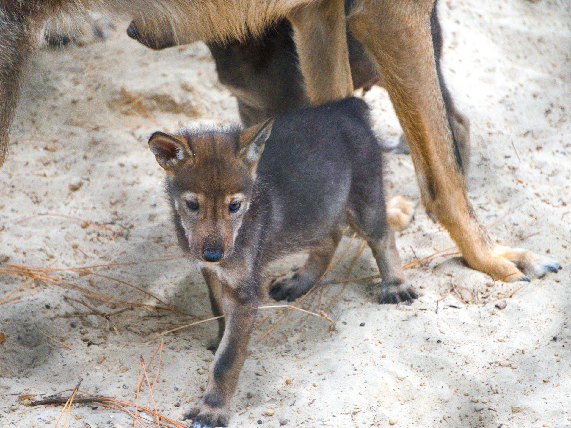 baby wolf animal