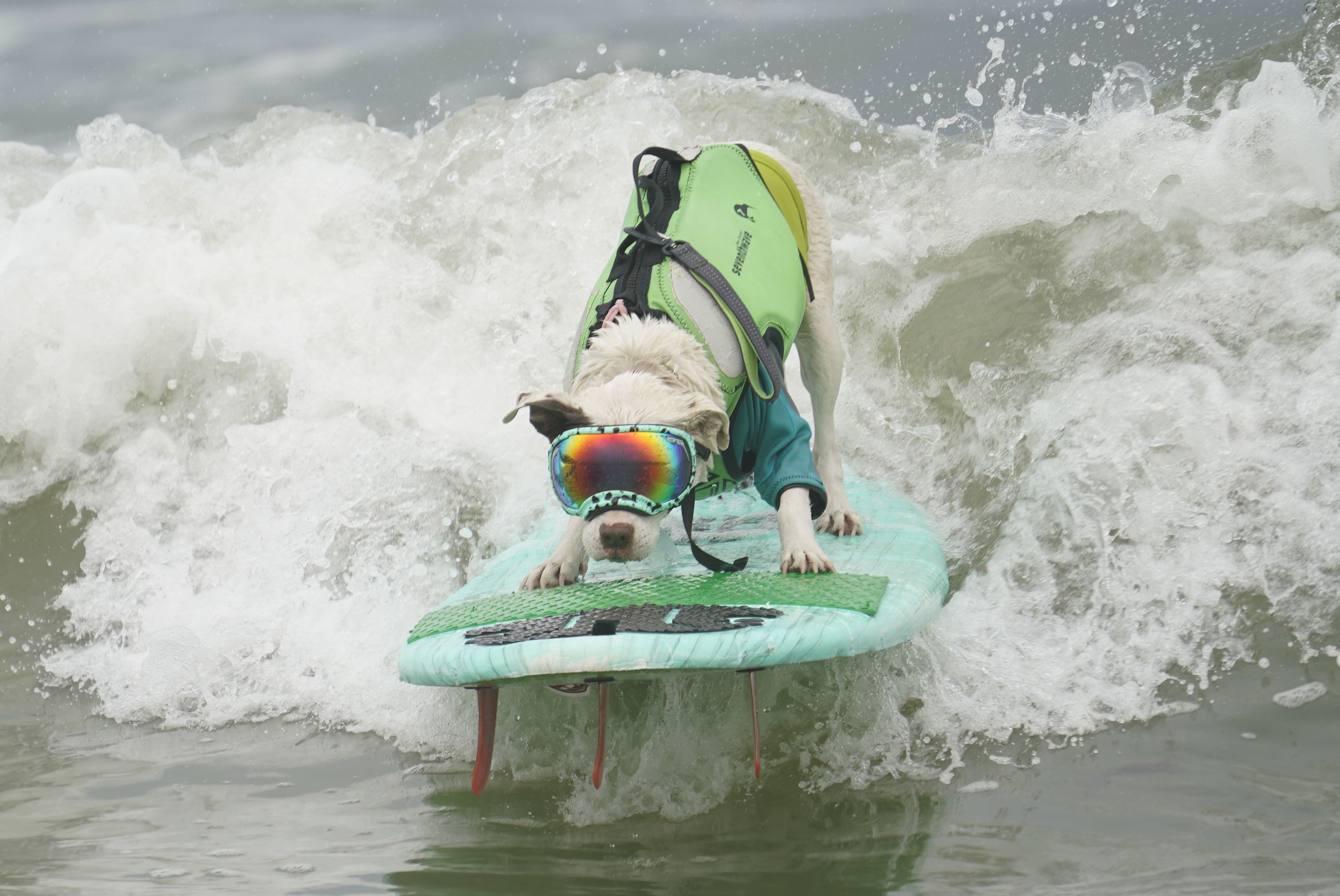 A dog competes in the annual World Dog Surfing Championship in Pacifica, Calif. 