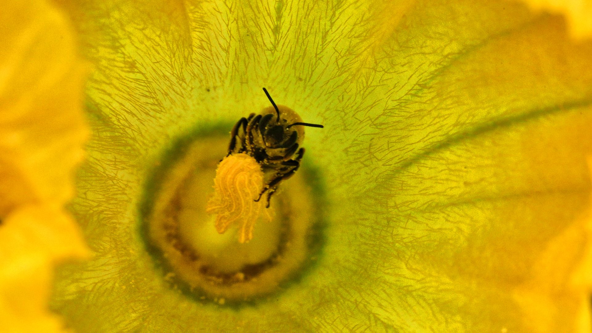 A honeybee pollinating a squash plant flower.