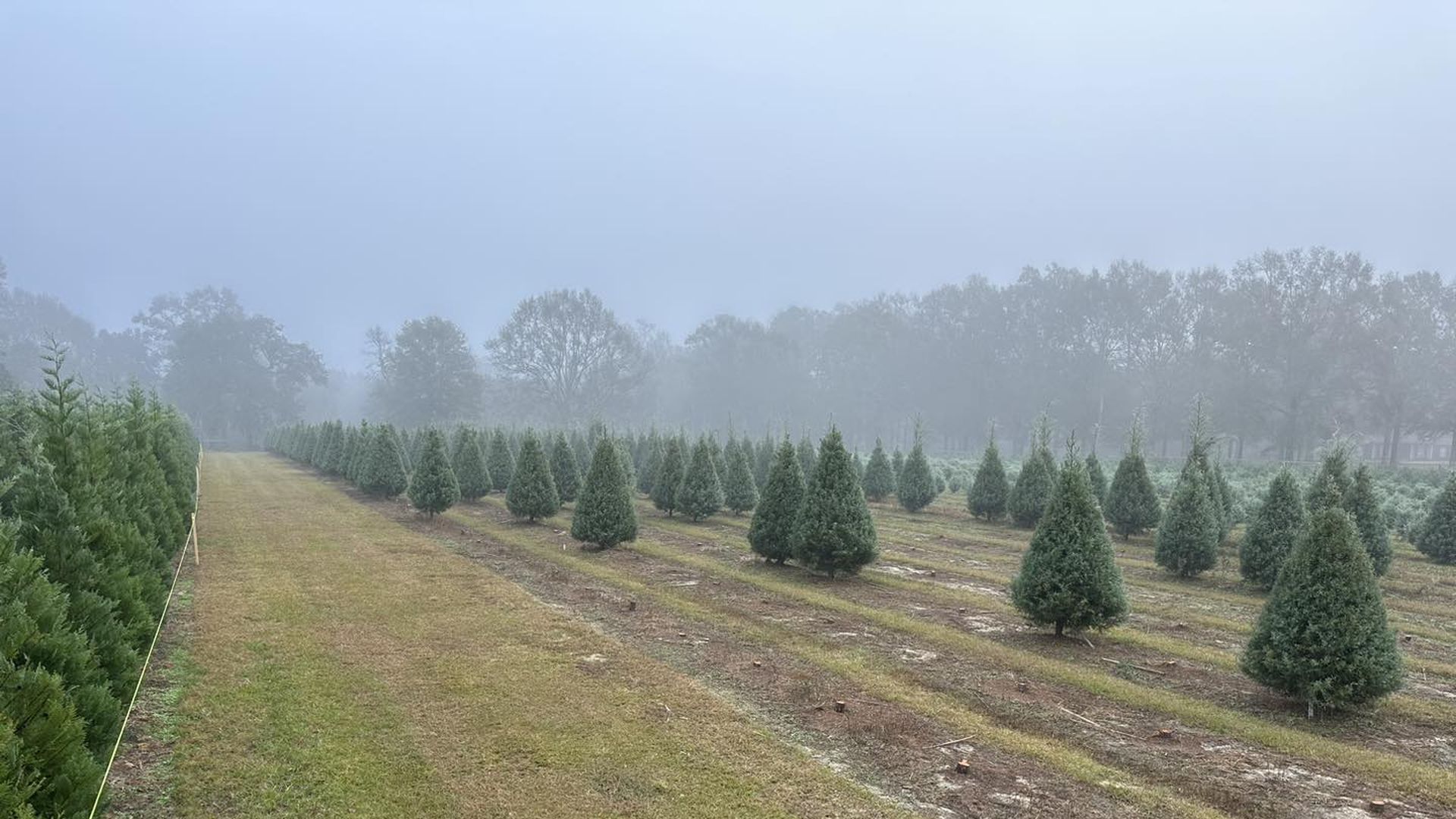 Photo shows Christmas trees growing in Louisiana