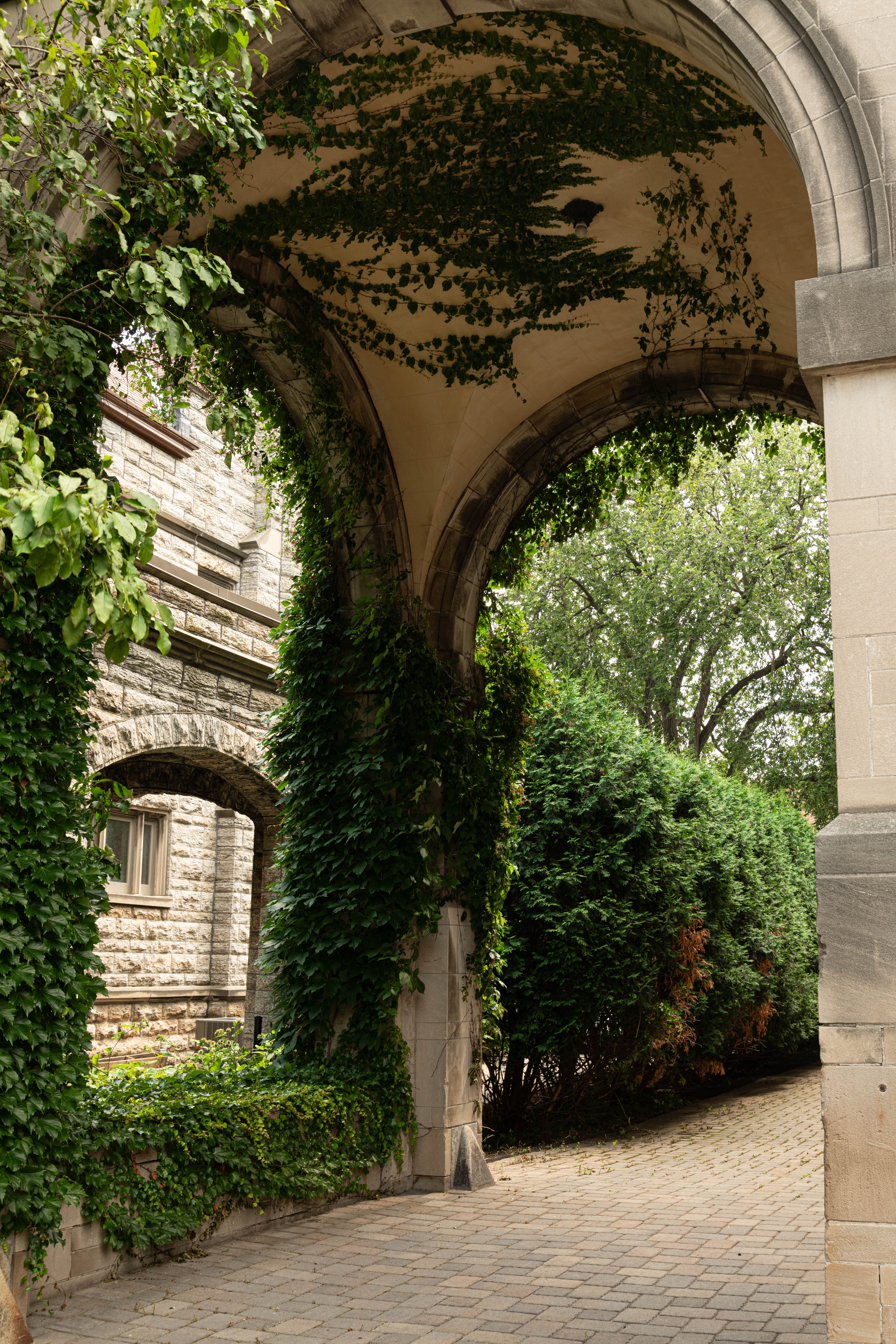 An arch in a castle covered in ivy.