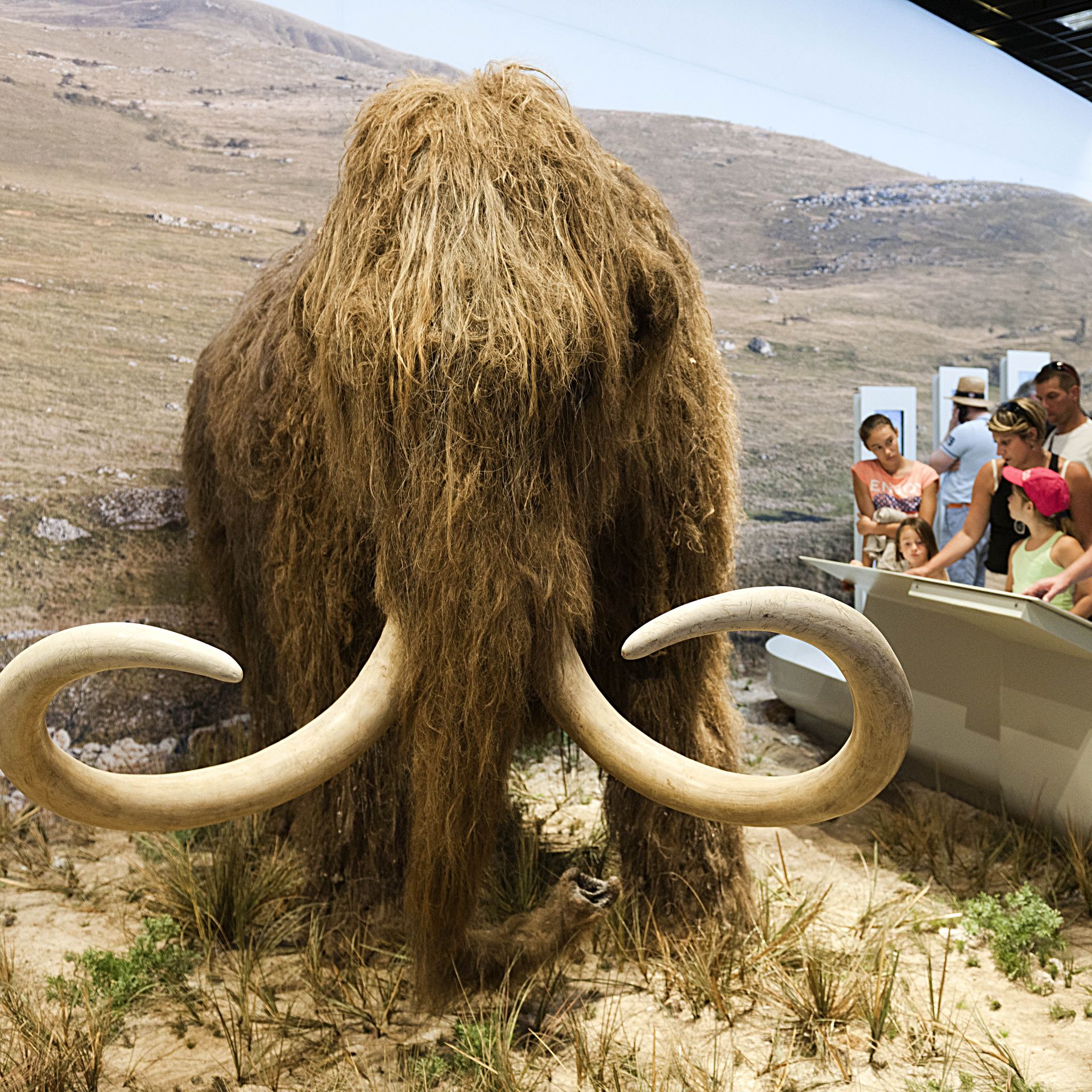 Mammoth de-extinction firm to spin off Austin software product