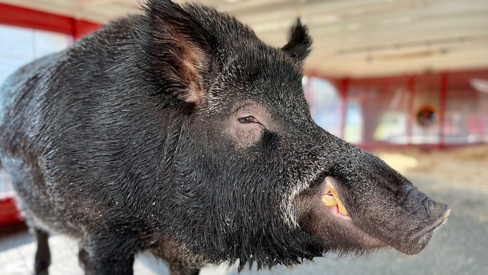A photo of a razorback hog.