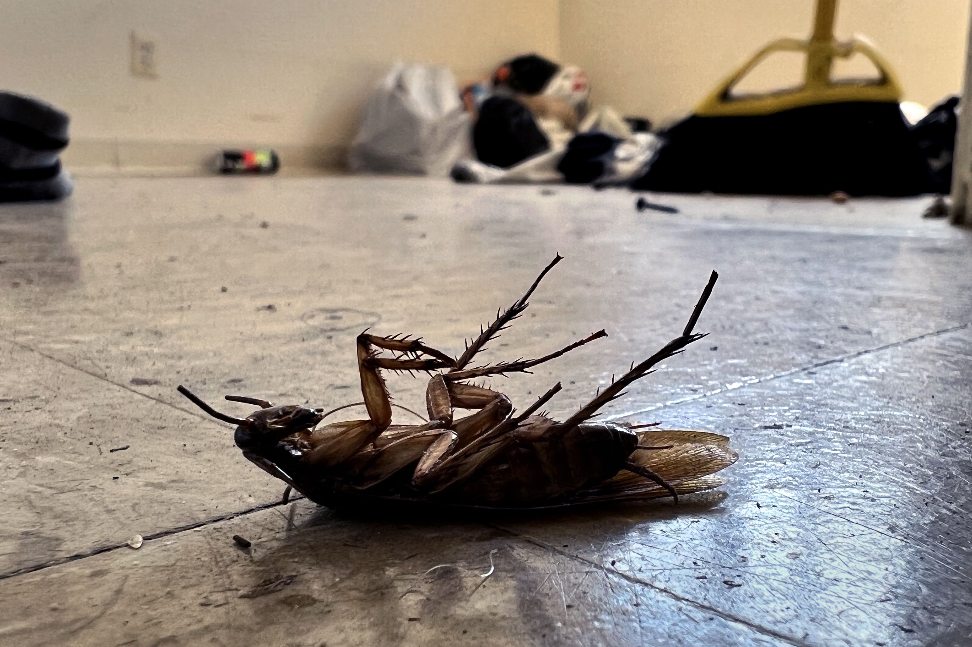 Photo shows a dead cockroach