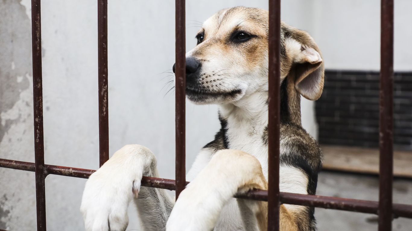 Trump signs bipartisan bill making animal cruelty a federal felony