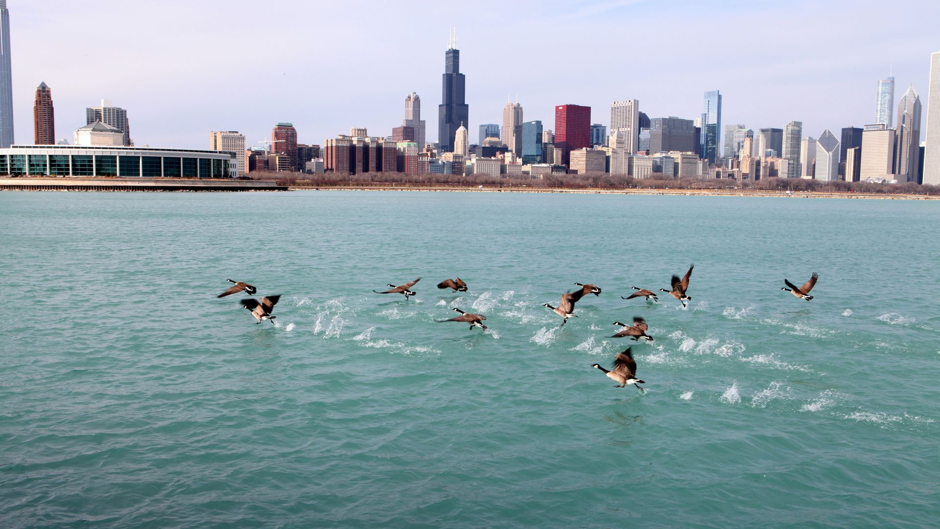 Photo of birds flying over a lake with big buildings in the background. 