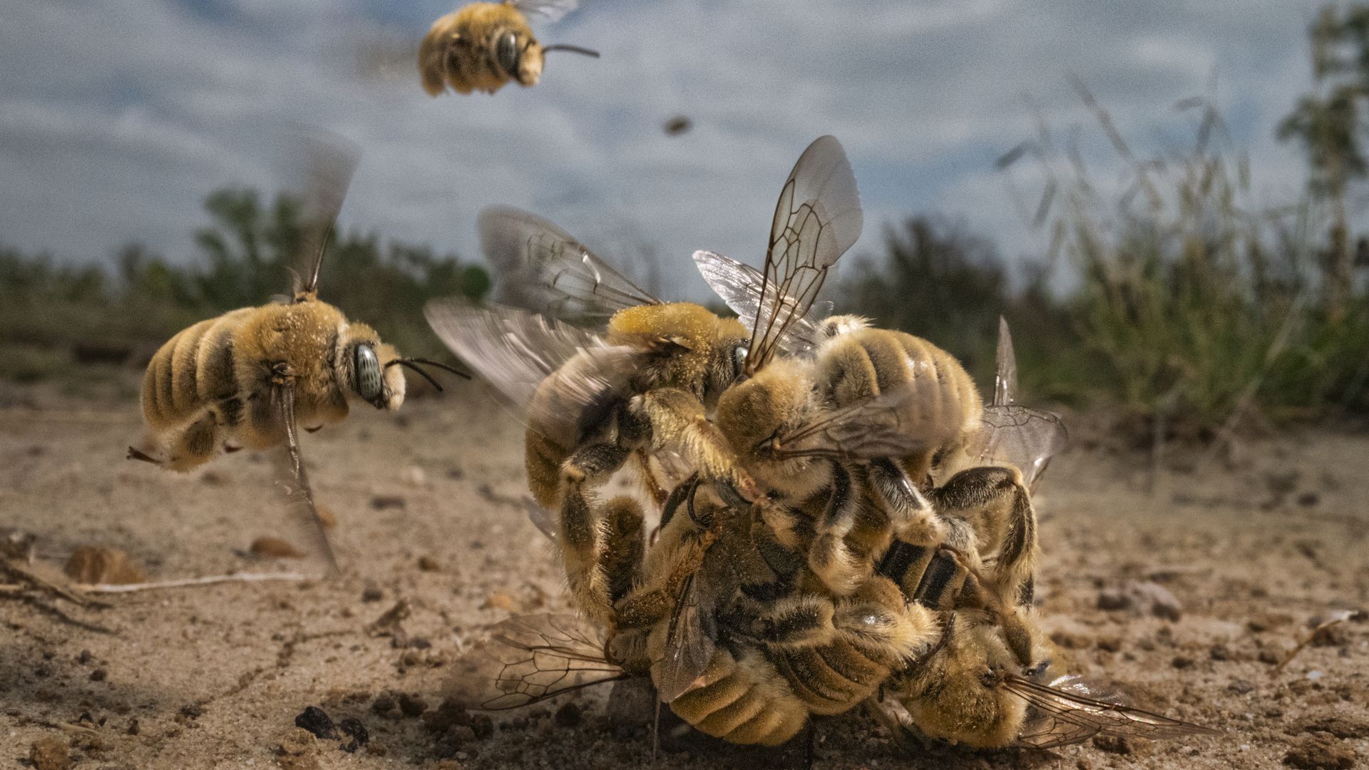 Photo of a ball of bees by Karine Aigner 