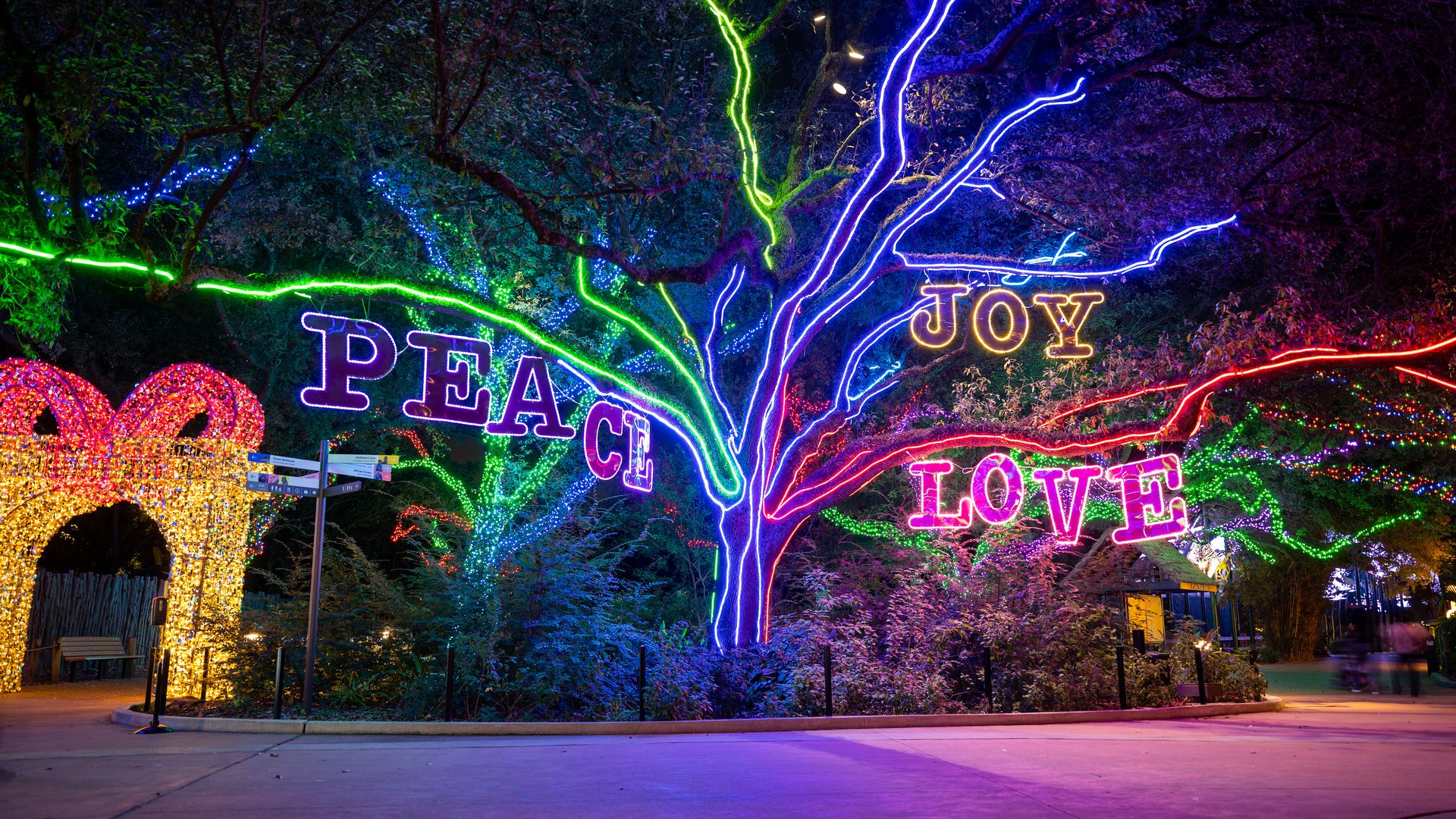 Photo of a tree lit up
