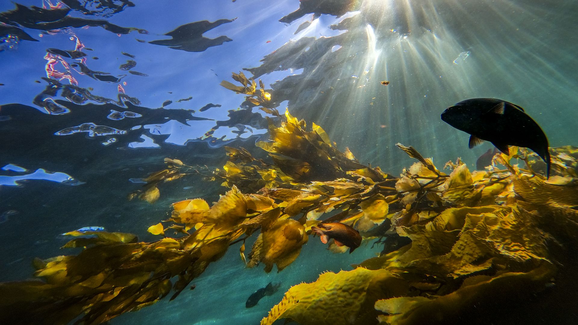  Beach-goers snorkel amidst a variety of fish at Casino Point Dive Park on a summer day in Catalina Island on Tuesday, Jan. 12, 2016 in Avalon, CA.