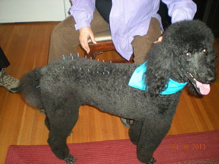 dog acupuncture treatment