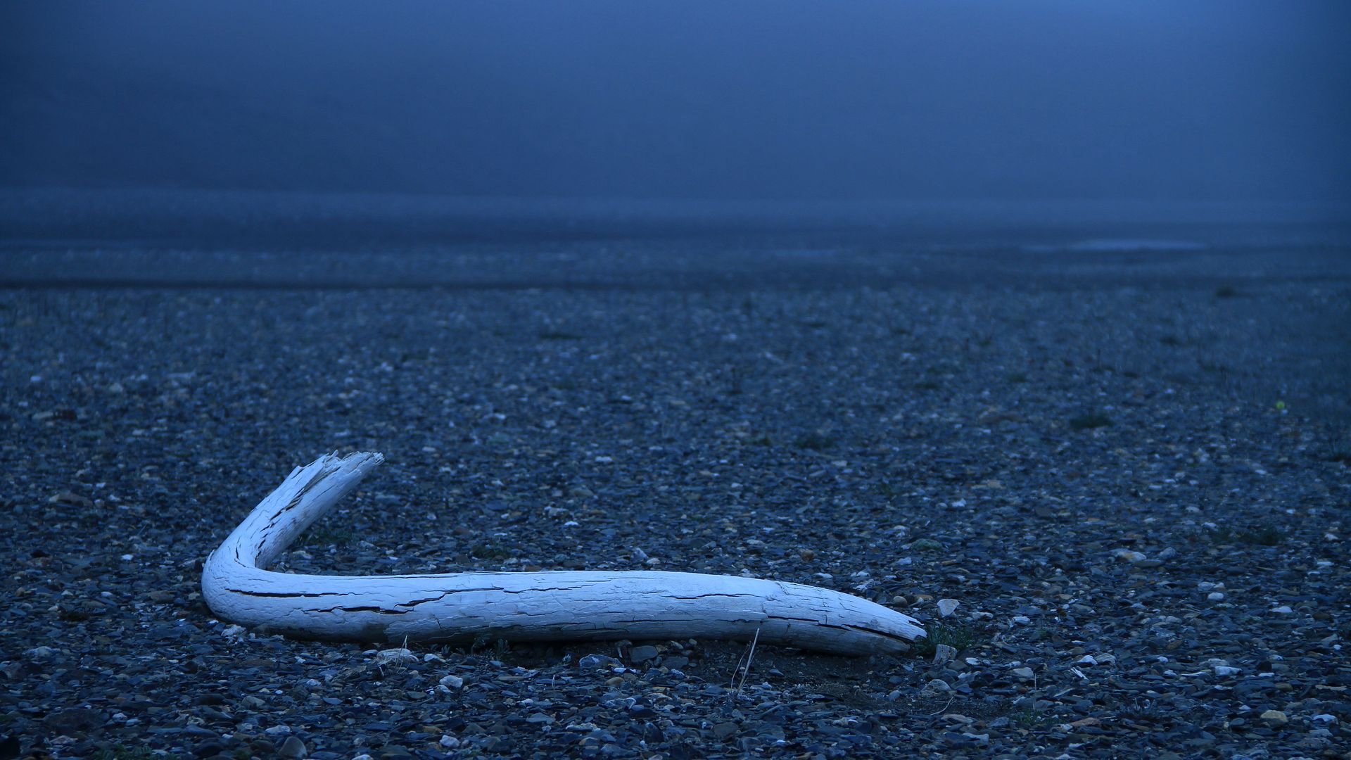 A woolly mammoth tusk discovered in a creek bed on Wrangel Island in 2017.
