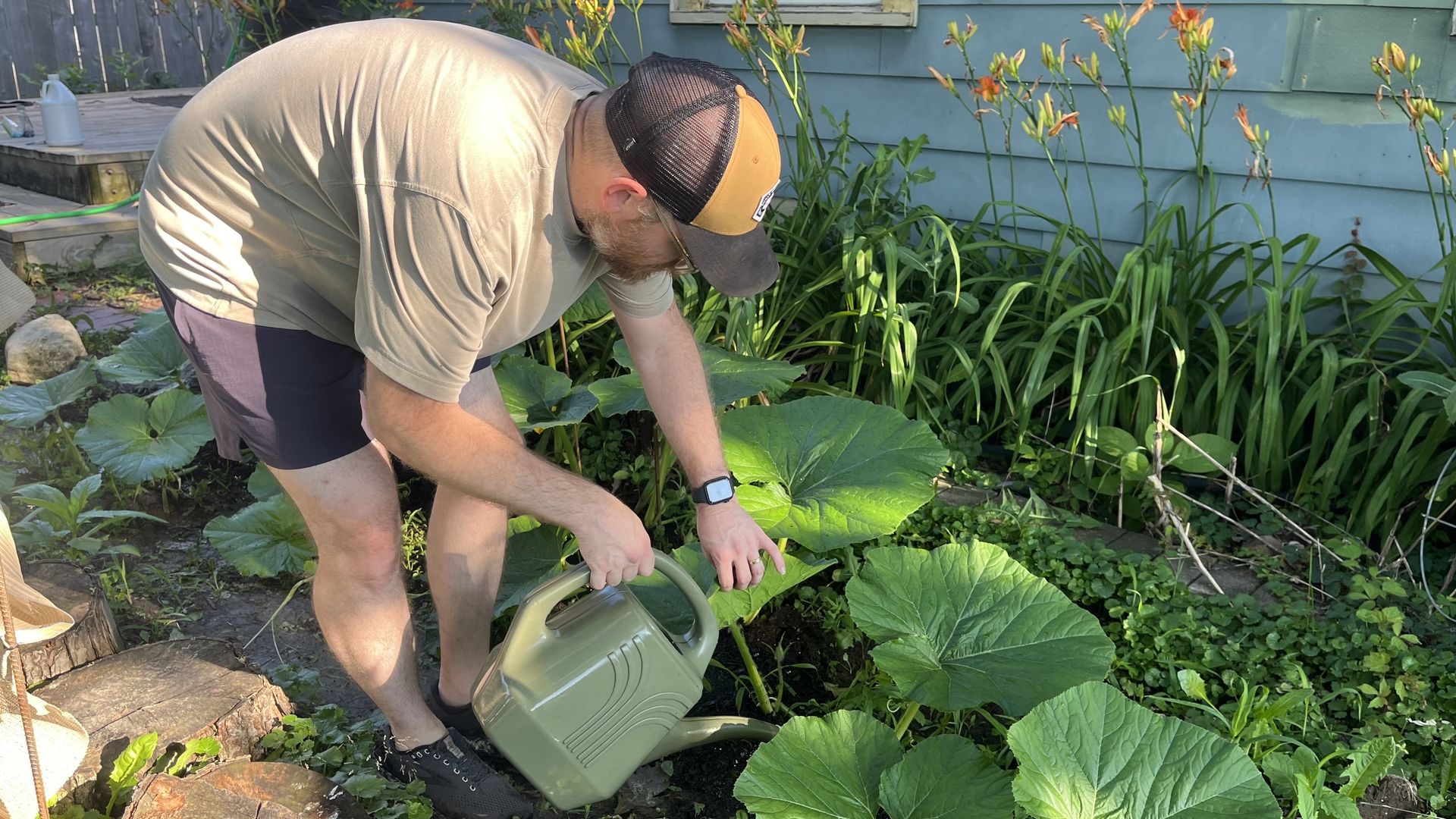 Man in a tan shirt and black shorts, wearing a mesh-back cap, bends over to fill a green watering can in a garden with large leafy plants and orange daylilies near a blue house.