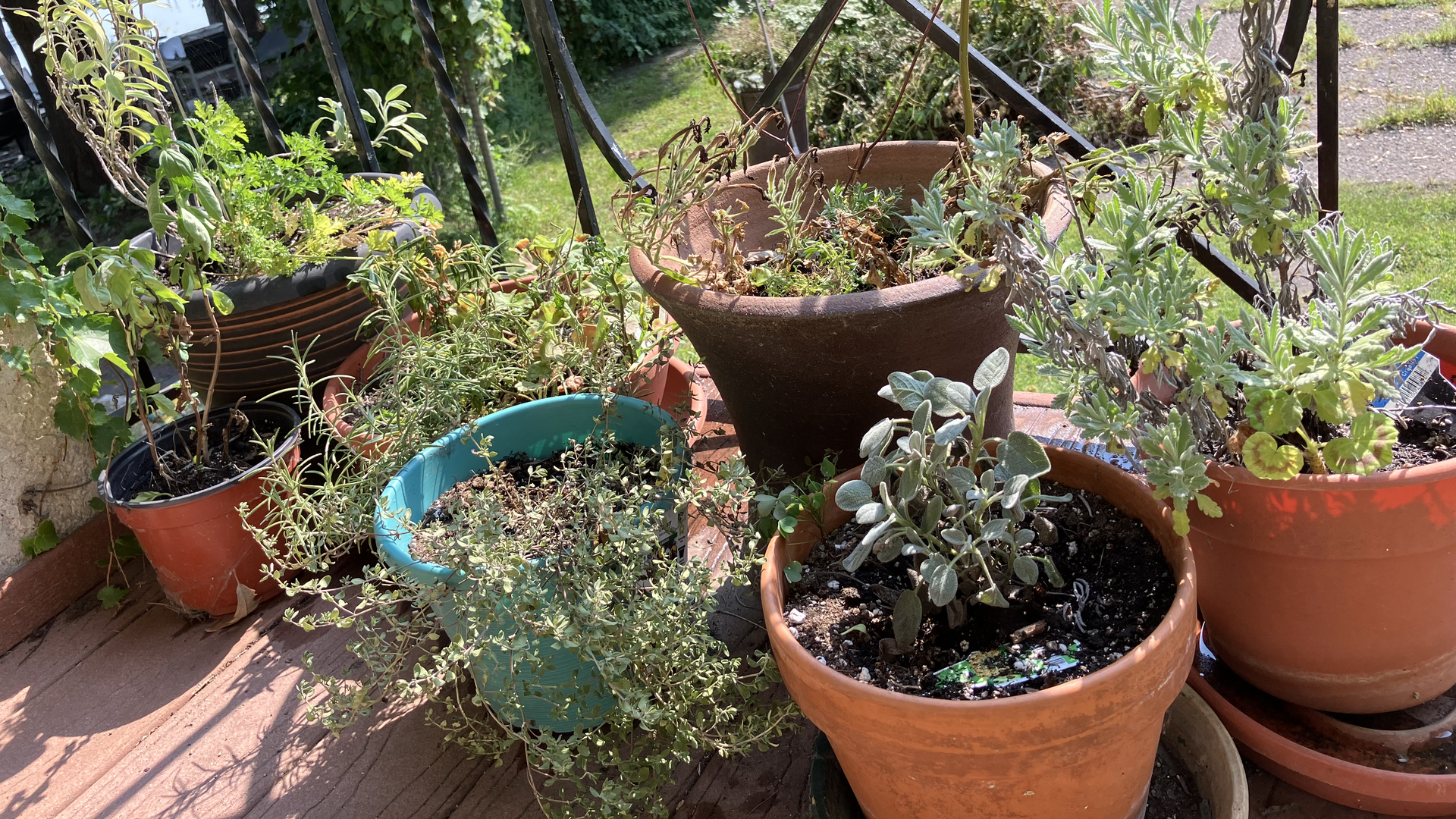 A photo showing seven potted plants sitting on what looks like a porch outside. Four of the pots are larger than the others. The railing around them looks metal. 