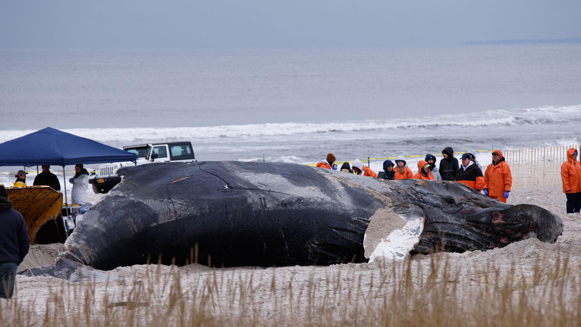 Dead whale on New York beach