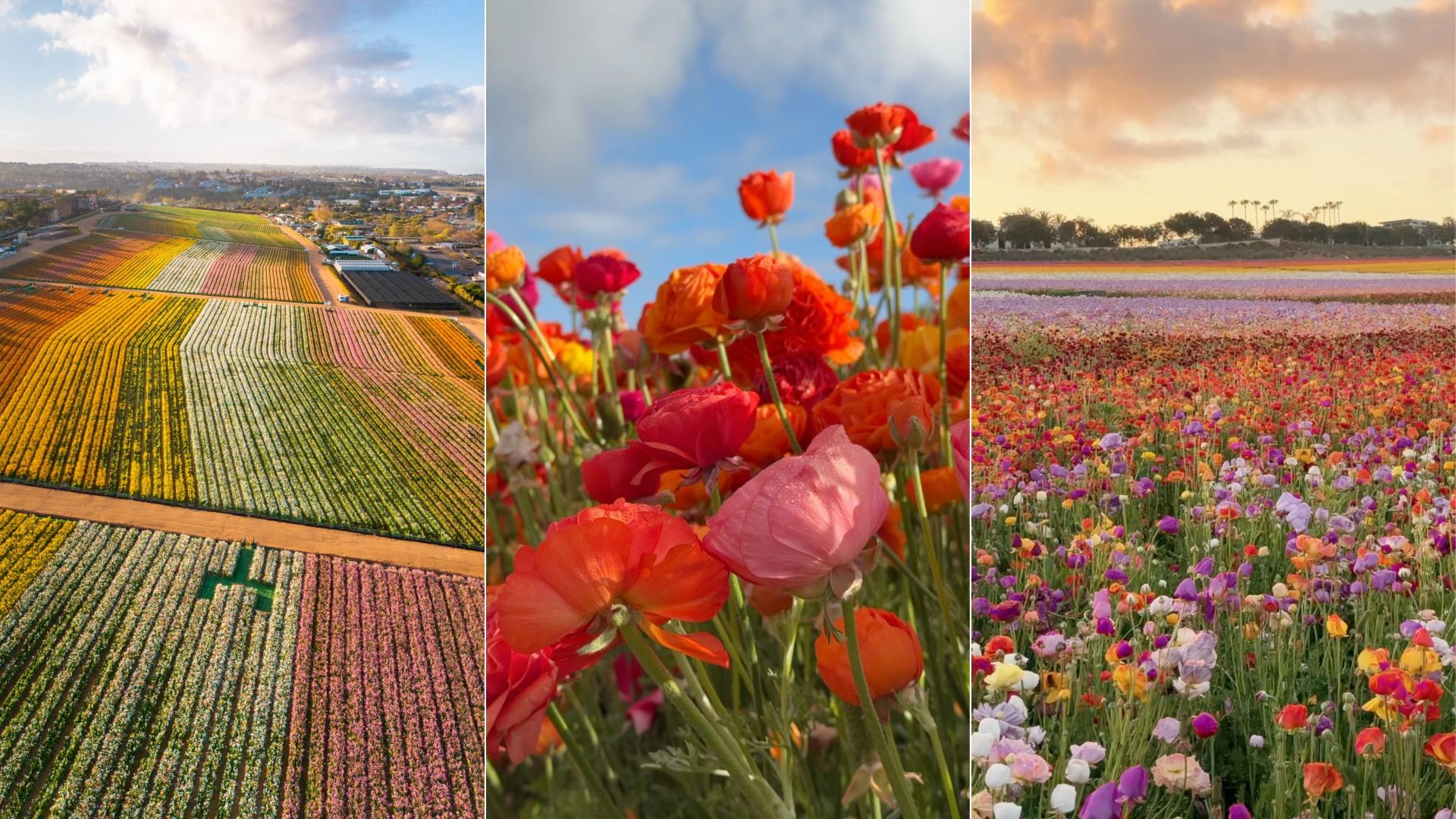 Three images of colorful flower fields: aerial view of striped flower crops, close-up of vibrant red and orange flowers against a blue sky, and a wide field of multicolored blooms at sunset.