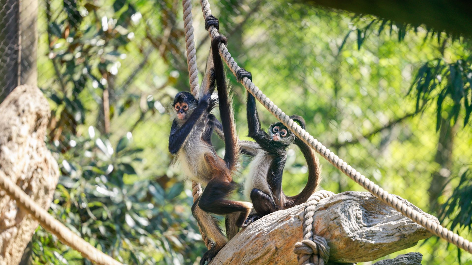 Two small black-and-white monkeys grip thick ropes while swinging on a sunlit rock, with green jungle foliage blurred in the background.