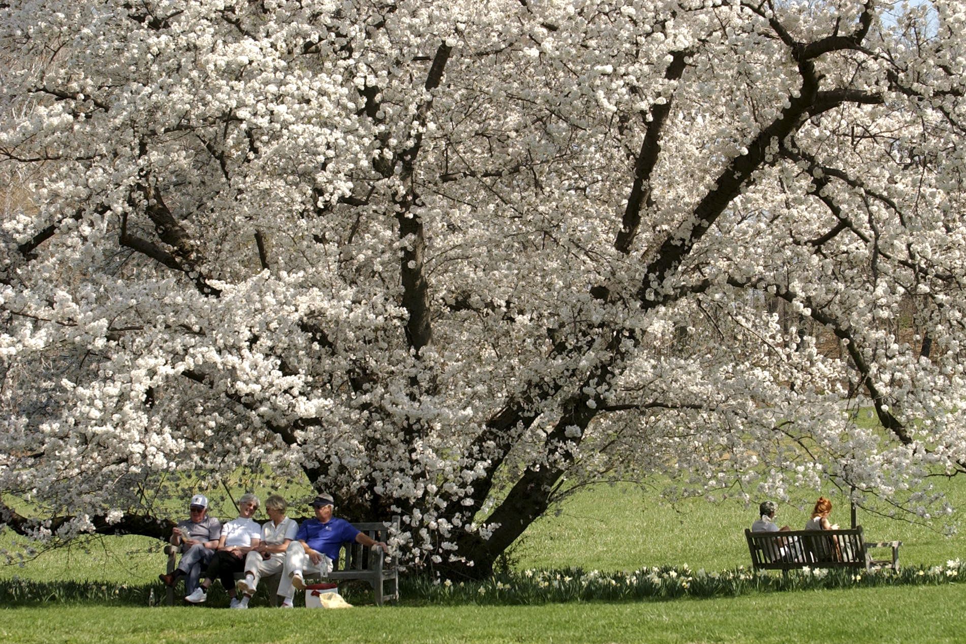 A large tree covered in white blossoms stands in a sunny green park. People sit on benches beneath its branches, enjoying the spring scenery.