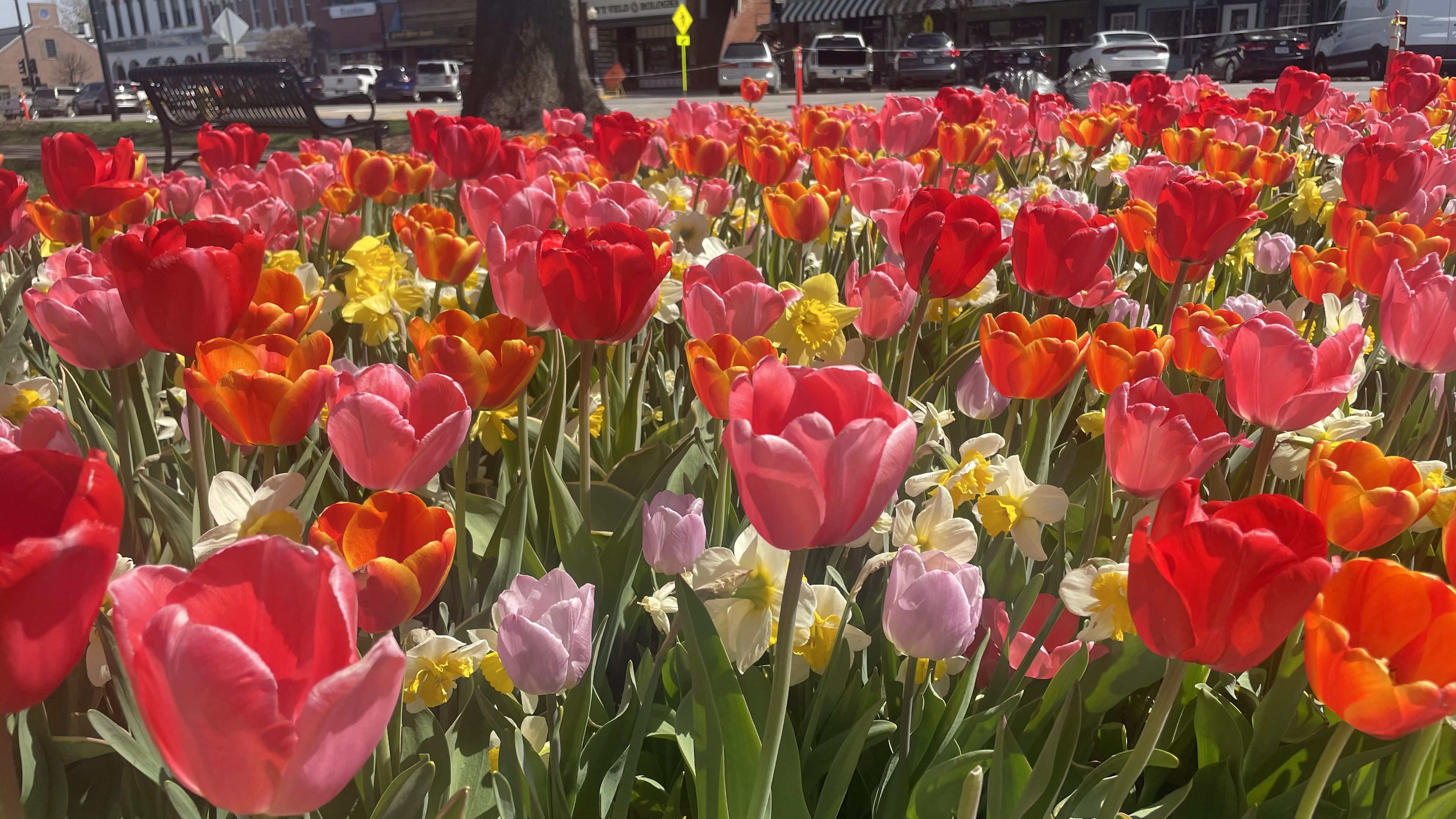 Colorful tulips in downtown Pella
