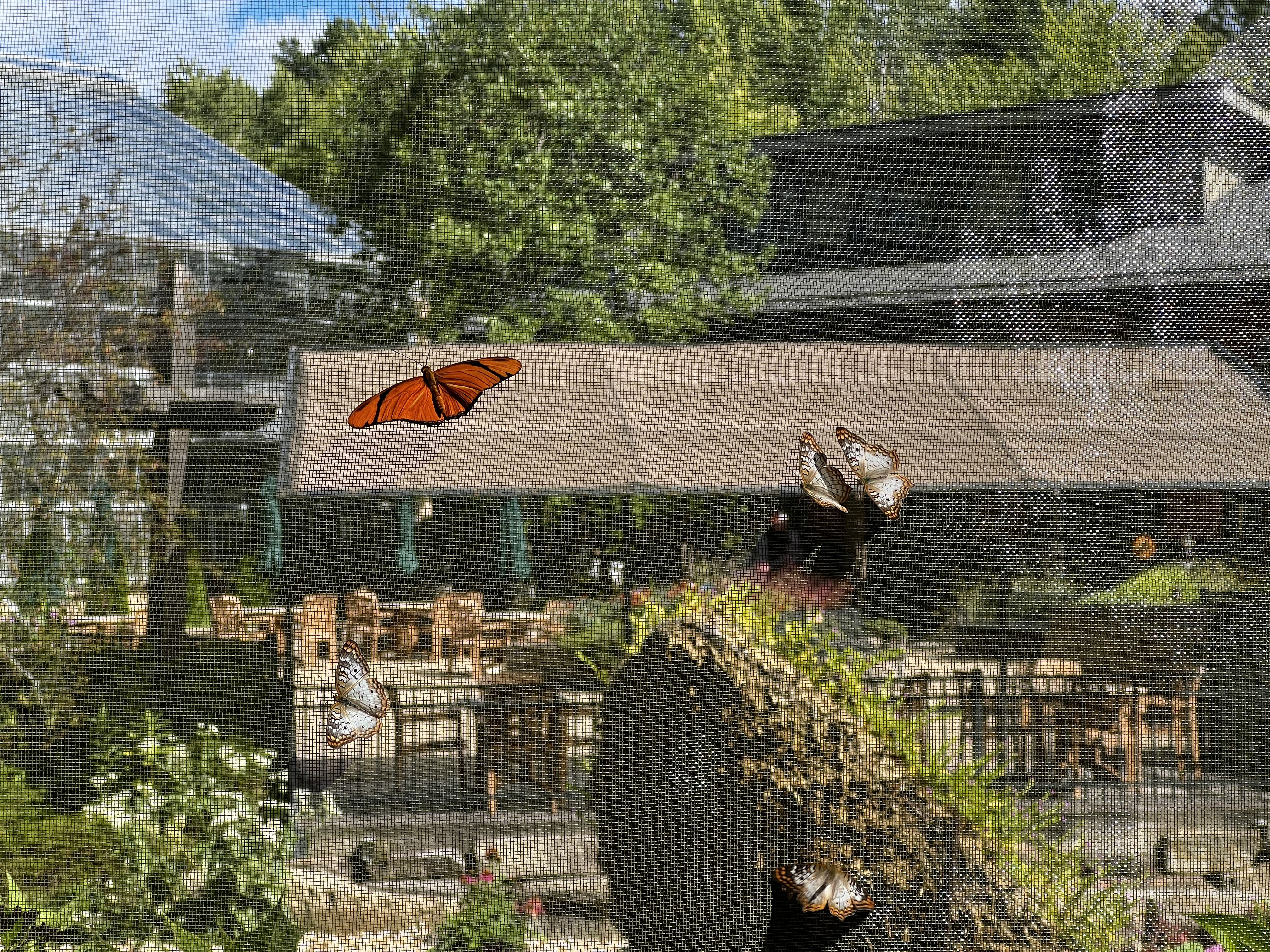 Butterflies behind a mesh screen in a garden with green trees, wooden tables and chairs, a building with a brown roof, and a partly cloudy blue sky.