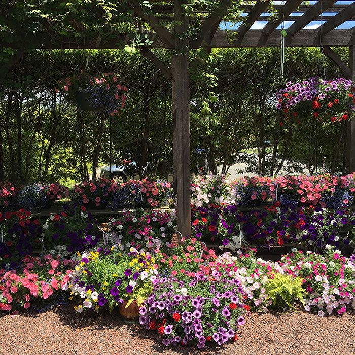 Daniel-Stowe-flowers