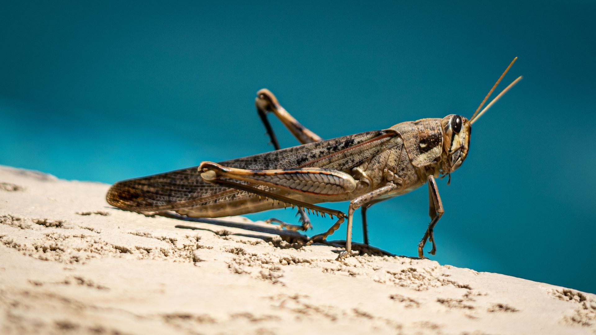 A grasshopper.