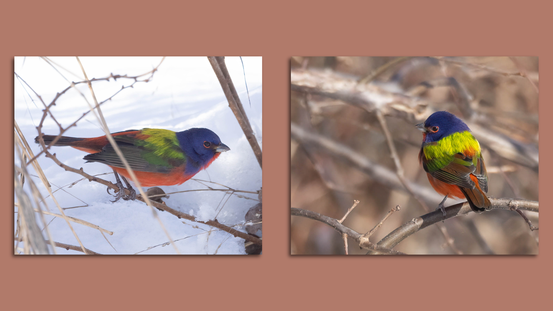 Painted bunting bird