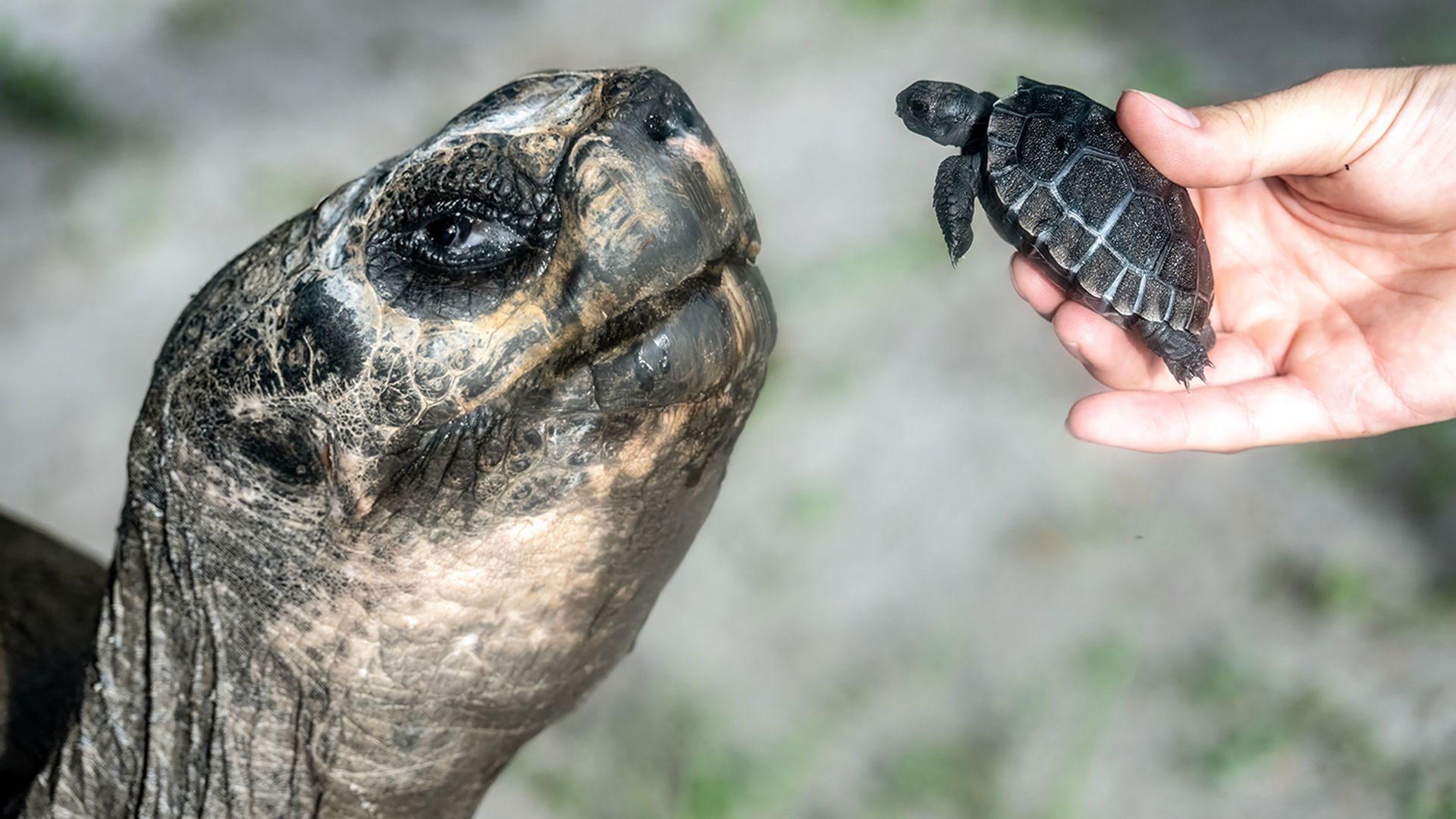 A Galapagos tortoise hatchling and its father. Ron Magill/Zoo Miami