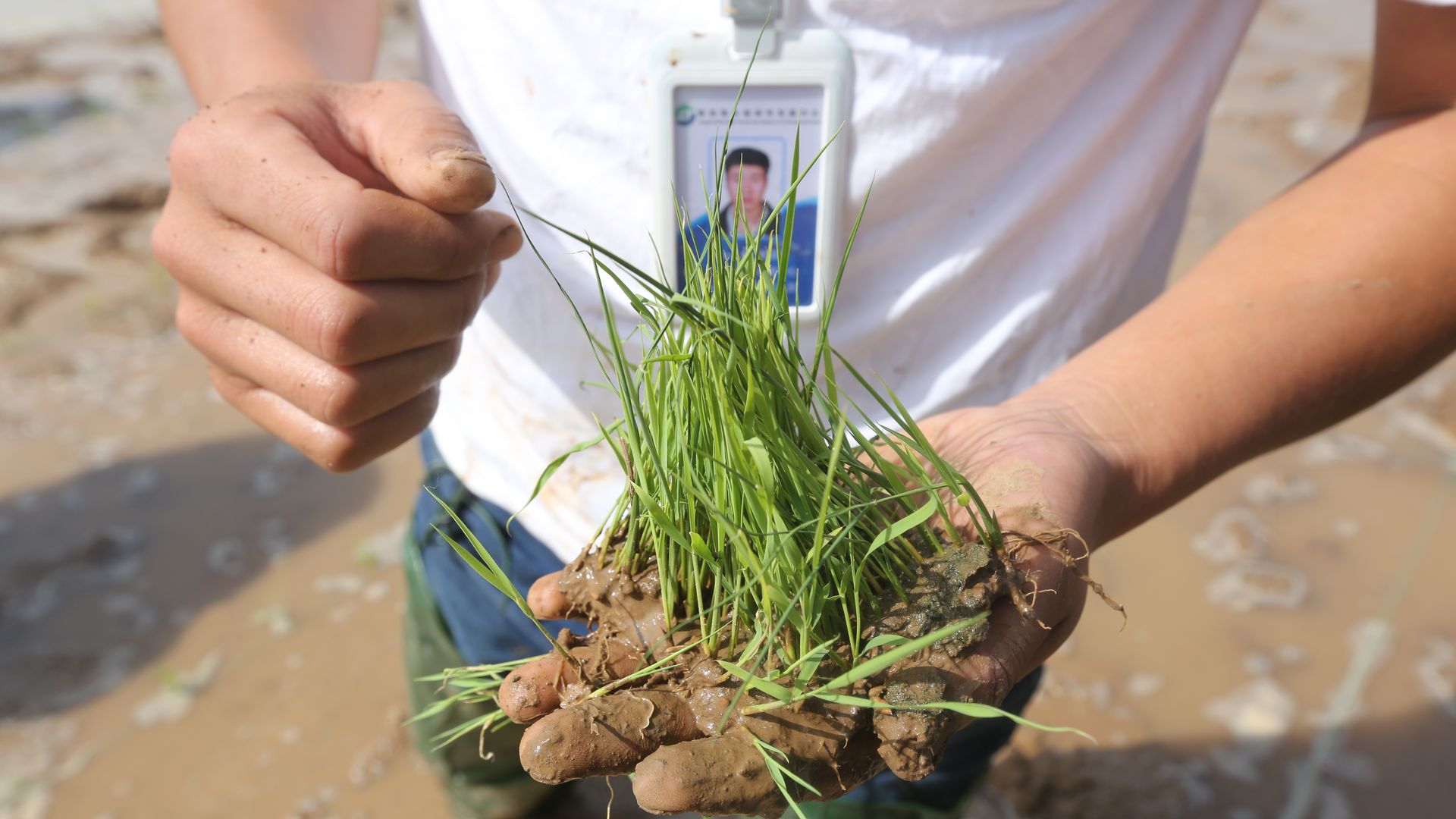 Worker holding a handful of new strains of sea rice at the center.