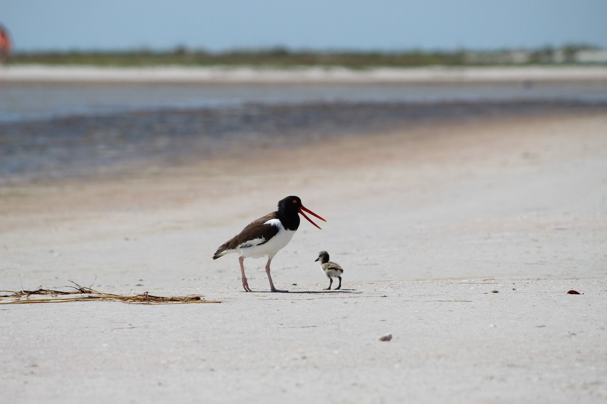 An oystercatcher with a black head and bright red bill stands on a sandy beach beside a small chick; pink legs, brown wings, shallow water, and a blue sky on the horizon.