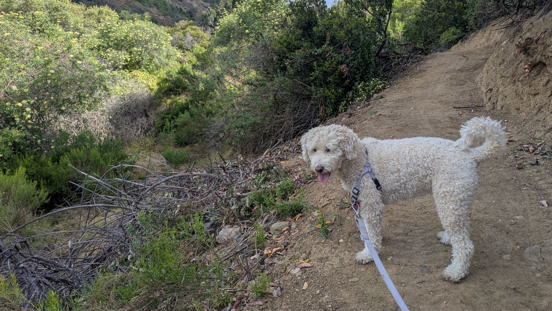 Two fluffy white dogs on leashes stand on a dirt hillside trail, with green shrubs to the left and a house atop the hill. A blue sky with white clouds tops the scene.